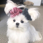 sh님의 프로필 이미지