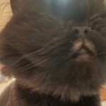 tomeu님의 프로필 이미지