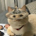 만도만두님의 프로필 이미지