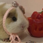 채챔님의 프로필 이미지