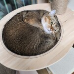 꿀냥님의 프로필 이미지