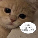 코미님의 프로필 이미지